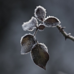 Fotokurs Morbide Pflanzenwelt in Augsburg
