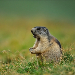 Murmeltiere in der Natur fotografieren