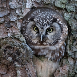 Tiere und Wildbäche fotografieren
