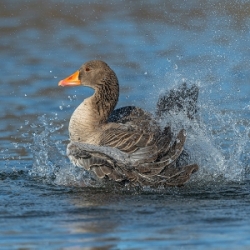 Wildvögel an der Isar fotografieren - Foto-Workshop