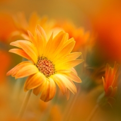 Fotospaziergang durch Blumen und Blüten mit der Fotoschule Augsburg