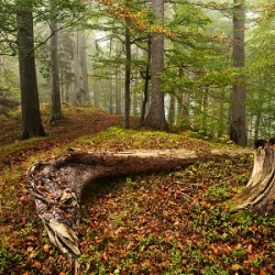 Fotoreise in den Bayerischen Urwald mit der Fotoschule Augsburg